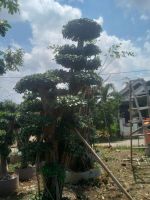 Ficus Micropana (Dollar Banyan/Korean Banyan