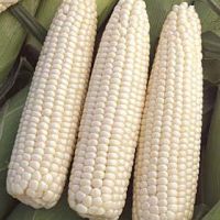 WHITE MAIZE (NON GMO CORN)