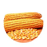YELLOW MAIZE FOR ANIMAL CONSUMPTION