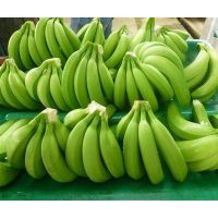 ORGANIC FRESH CAVENDISH BANANAS