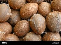 Mature Brown Coconut