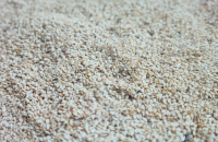 sesame seed