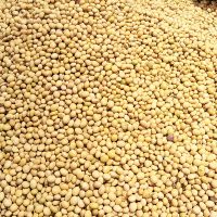 Premium soyabeans