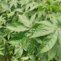 Sweet Blackberry Leaf The Best Natural