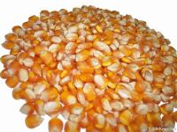 Yellow Corn Yellow Maize