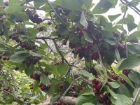 Cherries