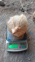 coconut