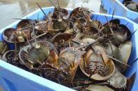 Horseshoe Crab Blood
