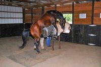 Horse Semen Sperm
