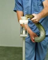 Snake Venom