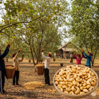 Cashew Nuts