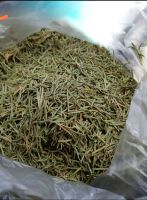 Rosemary