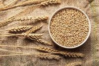 Clean Dry Wheat Grain For Flour