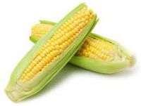 Natural Farm Harvested Corn Grain For