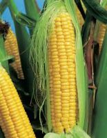 Agricultural Yellow Corn Grain For Global