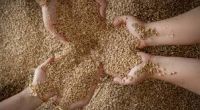 Top Quality Wheat Grain For International