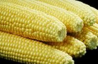 Top Quality Corn Grain For Feed