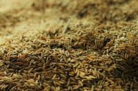 Certified Wheat Grain For International Trade