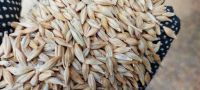 Barley New Crop 2026