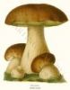 Wild Mushrooms Fresh And Dried