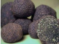 Fresh Truffles, Wild Mushrooms