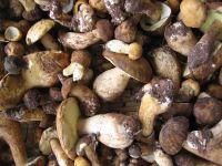 Wild Mushrooms