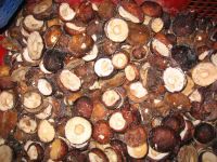 Wild Mushrooms