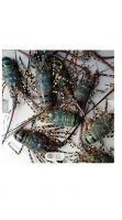 Hot Sale Live Mud Crabs Blue