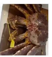 High Quality Cheap Baby Mud Crabs