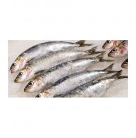 Hot Product  Frozen Mackerel Fish Sardine