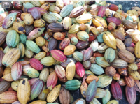 Cocoa Beans Carenero, F1