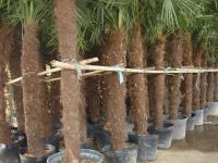 Trachycarpus Fortunei