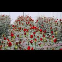 Yunnan 'Highland Red' Single Stem Roses | Vintage Burgundy | Valentine's Day Wholesale