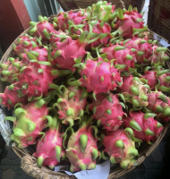 Export Grade Natural Fresh Dragon Fruit