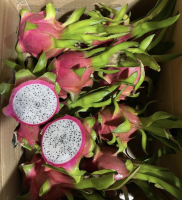 Premium Export Quality Natural Fresh Dragon