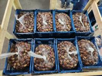 Fresh Chestnut
