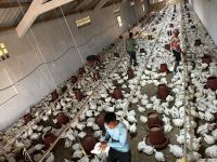 Poultry Equipments
