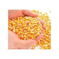 NON GMO Yellow Maiz
