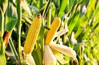 Yellow Corn