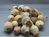 Poppy Seeds/Pods