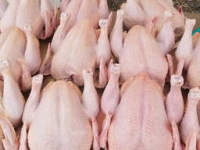 Whole Chicken Premium Brazilian Chicken Wholesale