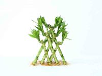 Pyramid Lucky Bamboo Natural Evergreen Ornamental