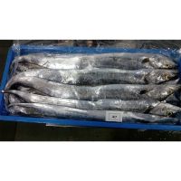 Frozen Ribbon Fish Featuring 99% Fresh Selection And Superior Seafood Handling For Bulk Buyers And Ocean Quality