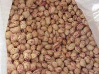 cranberry beans