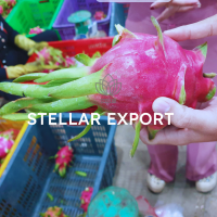 Fresh White Flesh Dragon Fruit From