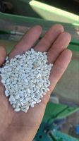 Safflower Seeds