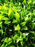 Fresh Cut Ruscus