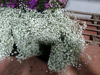 Fresh Cut Gypsophila (Baby's