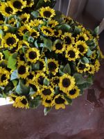 Sunflower (Helianthus