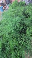 Fresh Cut Asparagus Virgatus